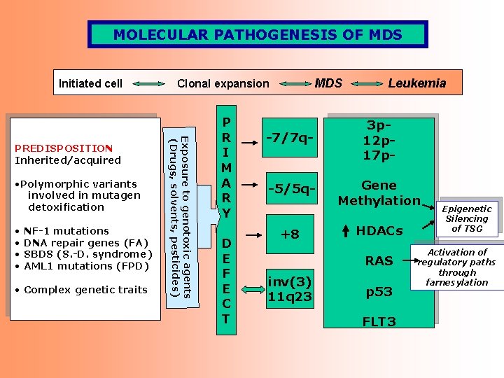MOLECULAR PATHOGENESIS OF MDS Initiated cell • Polymorphic variants involved in mutagen detoxification • MOLECULAR PATHOGENESIS OF MDS Initiated cell • Polymorphic variants involved in mutagen detoxification •