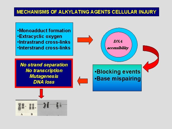 MECHANISMS OF ALKYLATING AGENTS CELLULAR INJURY • Monoadduct formation • Extracyclic oxygen • Intrastrand MECHANISMS OF ALKYLATING AGENTS CELLULAR INJURY • Monoadduct formation • Extracyclic oxygen • Intrastrand