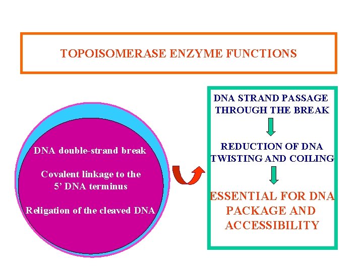 TOPOISOMERASE ENZYME FUNCTIONS DNA STRAND PASSAGE THROUGH THE BREAK DNA double-strand break Covalent linkage TOPOISOMERASE ENZYME FUNCTIONS DNA STRAND PASSAGE THROUGH THE BREAK DNA double-strand break Covalent linkage