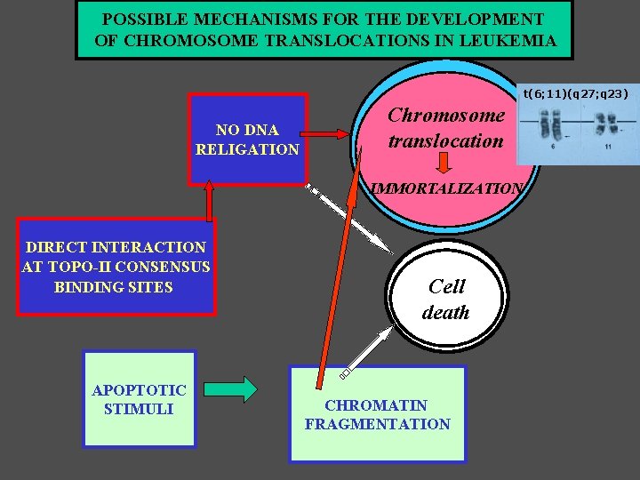 POSSIBLE MECHANISMS FOR THE DEVELOPMENT OF CHROMOSOME TRANSLOCATIONS IN LEUKEMIA t(6; 11)(q 27; q POSSIBLE MECHANISMS FOR THE DEVELOPMENT OF CHROMOSOME TRANSLOCATIONS IN LEUKEMIA t(6; 11)(q 27; q