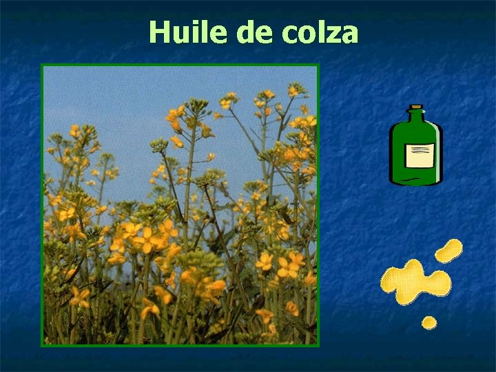 Huile de colza 