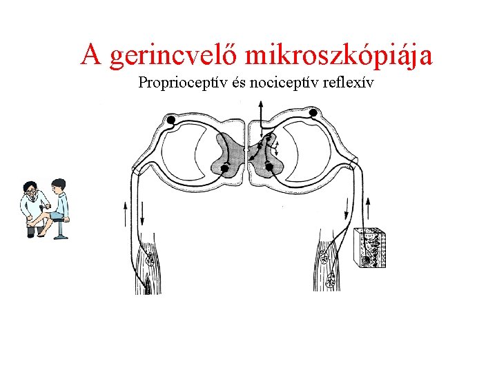 A gerincvelő mikroszkópiája Proprioceptív és nociceptív reflexív 