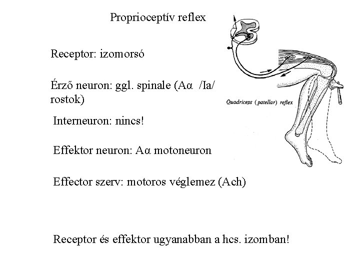 Proprioceptív reflex Receptor: izomorsó Érző neuron: ggl. spinale (Aα /Ia/ rostok) Interneuron: nincs! Effektor