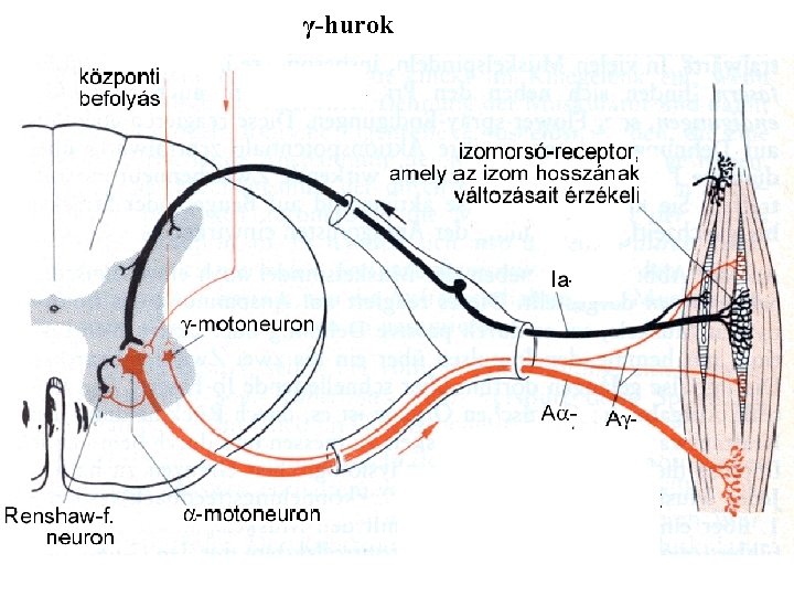 γ-hurok Aα Aα motoneuron Muscle spindle – controls the length of muscle 