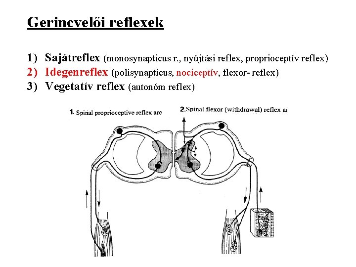Gerincvelői reflexek 1) Sajátreflex (monosynapticus r. , nyújtási reflex, proprioceptív reflex) 2) Idegenreflex (polisynapticus,