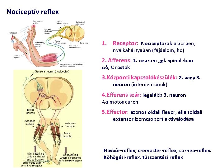 Nociceptív reflex 1. Receptor: Nociceptorok a bőrben, nyálkahártyaban (fájdalom, hő) 2. Afferens: 1. neuron: