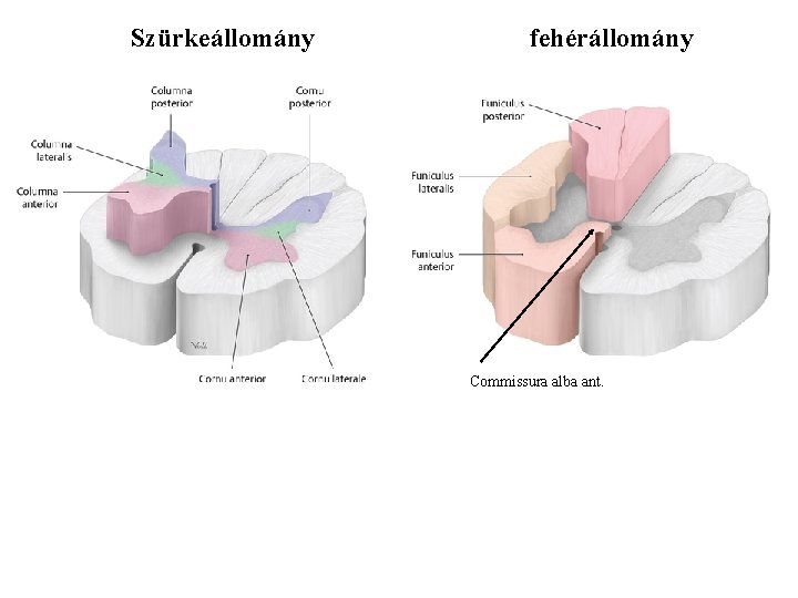 Szürkeállomány fehérállomány Commissura alba ant. 