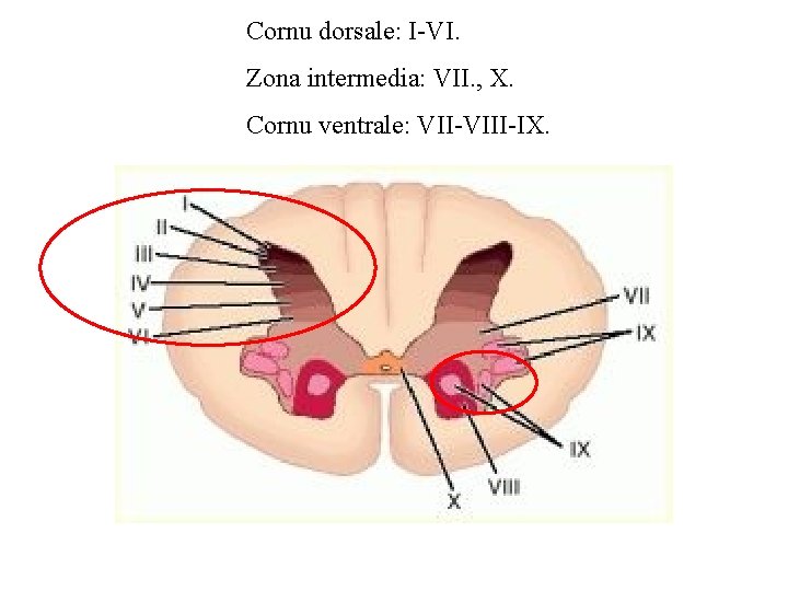 Cornu dorsale: I-VI. Zona intermedia: VII. , X. Cornu ventrale: VII-VIII-IX. 