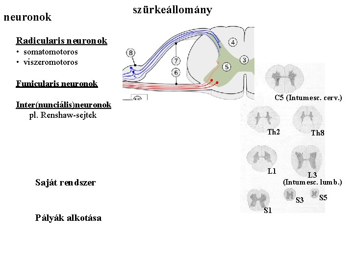 neuronok szürkeállomány Radicularis neuronok • somatomotoros • viszeromotoros Funicularis neuronok C 5 (Intumesc. cerv.