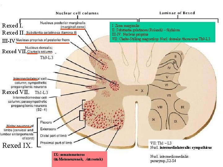 Rexed II. I: Zona marginalis II: Substantia gelatinosa (Rolandi) – fájdalom III-IV: Nucleus proprius