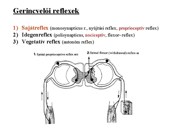 Gerincvelői reflexek 1) Sajátreflex (monosynapticus r. , nyújtási reflex, proprioceptív reflex) 2) Idegenreflex (polisynapticus,