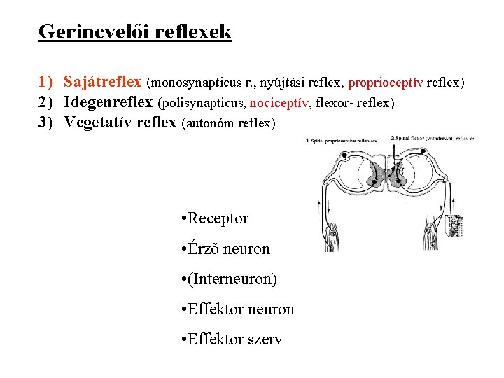 Gerincvelői reflexek 1) Sajátreflex (monosynapticus r. , nyújtási reflex, proprioceptív reflex) 2) Idegenreflex (polisynapticus,