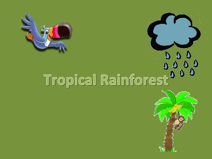 Tropical Rainforest 