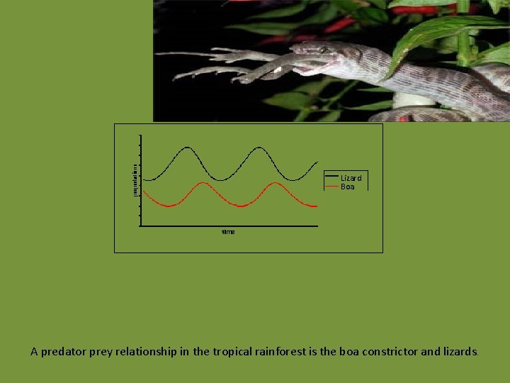 Lizard Boa A predator prey relationship in the tropical rainforest is the boa constrictor