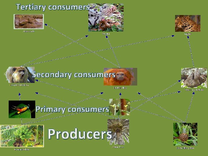 Tertiary consumers Secondary consumers Primary consumers Producers 