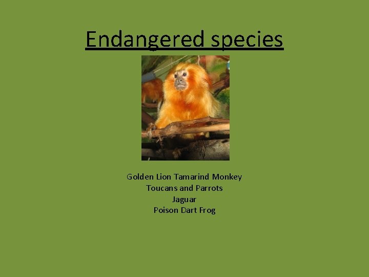 Endangered species Golden Lion Tamarind Monkey Toucans and Parrots Jaguar Poison Dart Frog 