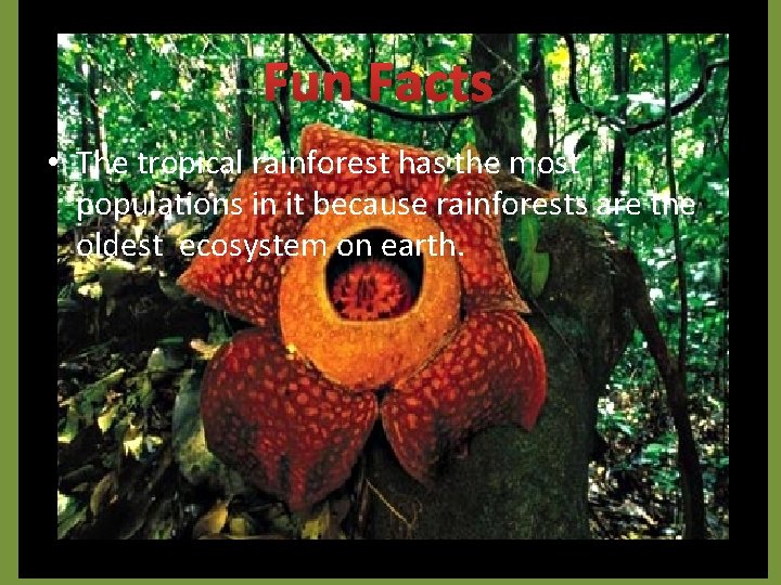 Fun Facts • The tropical rainforest has the most populations in it because rainforests