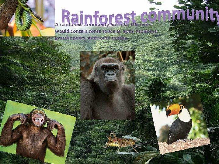 A rainforest community not near the rivers would contain some toucans, apes, monkeys, grasshoppers,