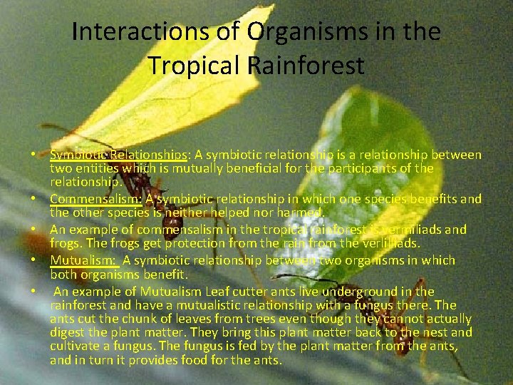 Interactions of Organisms in the Tropical Rainforest • Symbiotic Relationships: A symbiotic relationship is