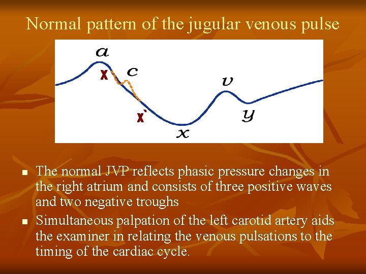 Normal pattern of the jugular venous pulse n n The normal JVP reflects phasic