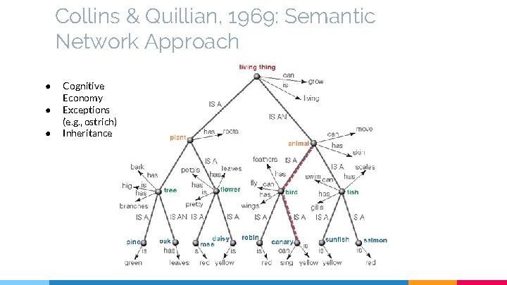 Collins & Quillian, 1969: Semantic Network Approach ● ● ● Cognitive Economy Exceptions (e.