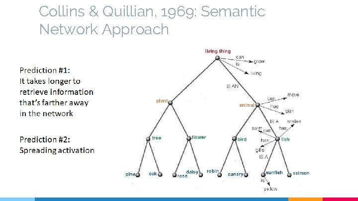 Collins & Quillian, 1969: Semantic Network Approach 