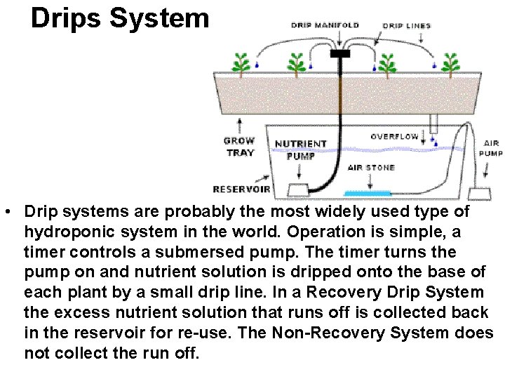 Drips System • Drip systems are probably the most widely used type of hydroponic