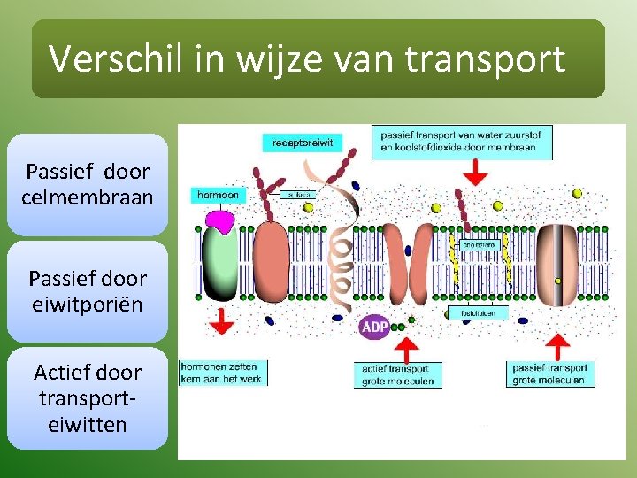 Verschil in wijze van transport Passief door celmembraan Passief door eiwitporiën Actief door transporteiwitten