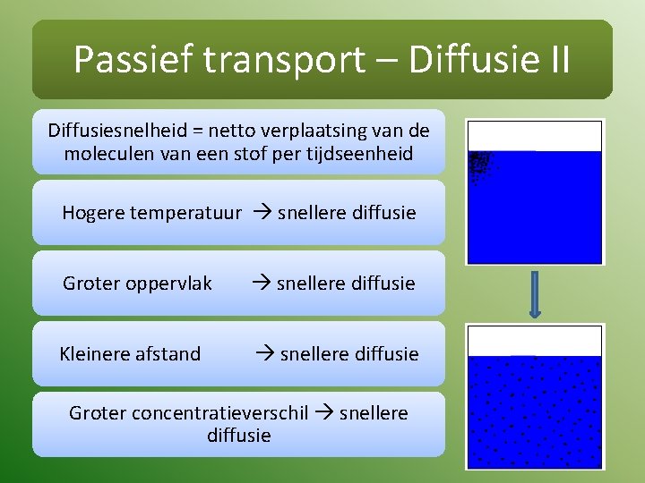 Passief transport – Diffusie II Diffusiesnelheid = netto verplaatsing van de moleculen van een