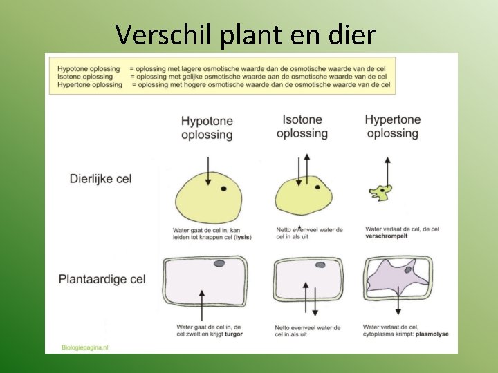 Verschil plant en dier 