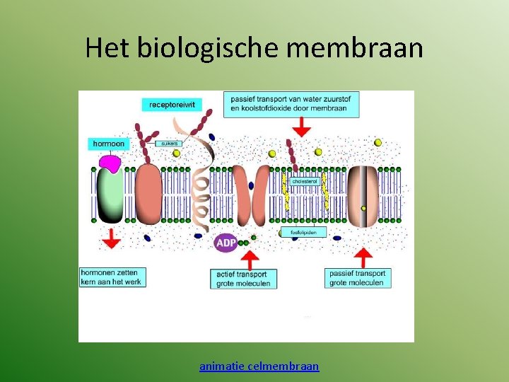 Het biologische membraan animatie celmembraan 