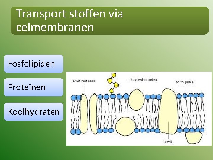 Transport stoffen via celmembranen Fosfolipiden Proteïnen Koolhydraten 
