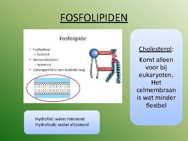 FOSFOLIPIDEN Cholesterol: Komt alleen voor bij eukaryoten. Het celmembraan is wat minder flexibel 