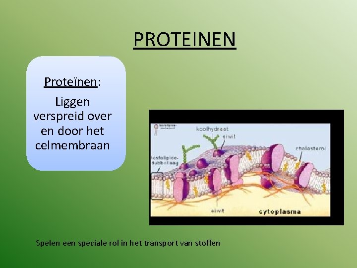 PROTEINEN Proteïnen: Liggen verspreid over en door het celmembraan Spelen een speciale rol in