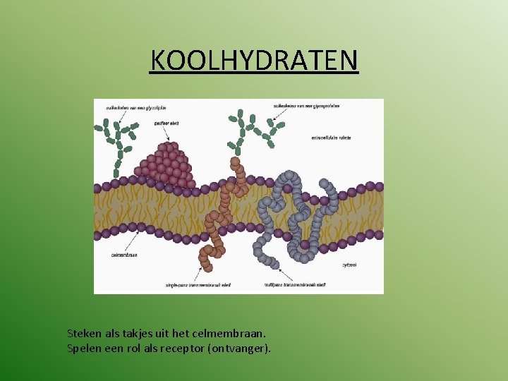 KOOLHYDRATEN Steken als takjes uit het celmembraan. Spelen een rol als receptor (ontvanger). 