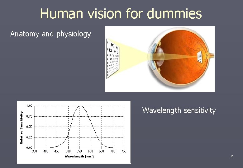 Human vision for dummies Anatomy and physiology Wavelength sensitivity 2 