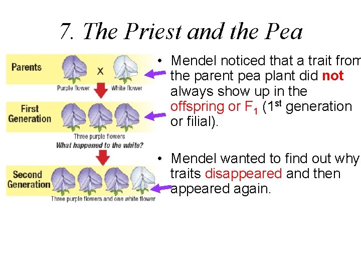 7. The Priest and the Pea • Mendel noticed that a trait from the