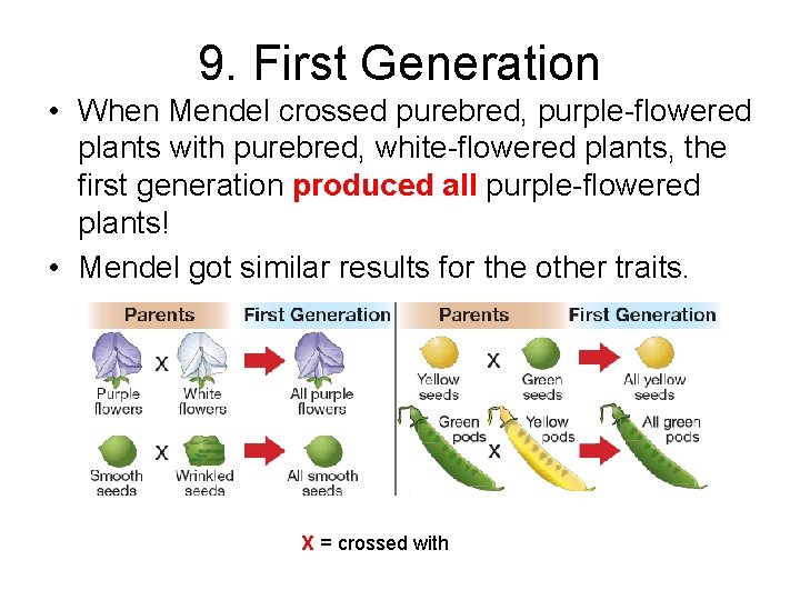 9. First Generation • When Mendel crossed purebred, purple-flowered plants with purebred, white-flowered plants,