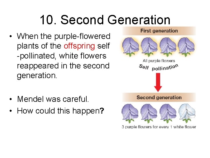 10. Second Generation • When the purple-flowered plants of the offspring self -pollinated, white
