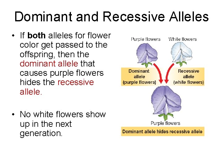 Dominant and Recessive Alleles • If both alleles for flower color get passed to