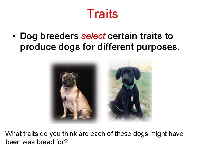 Traits • Dog breeders select certain traits to produce dogs for different purposes. What