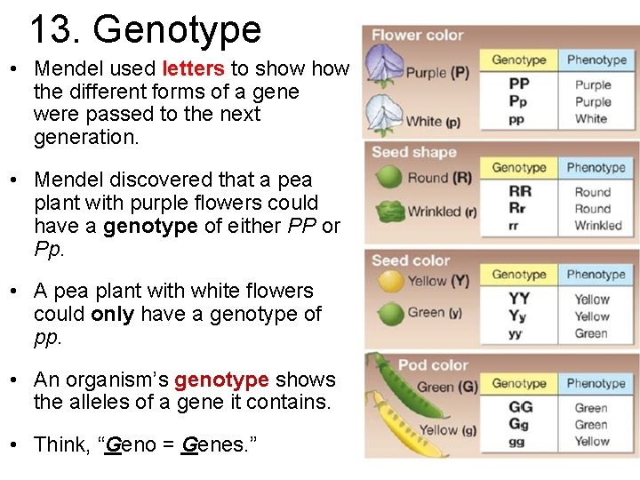 13. Genotype • Mendel used letters to show the different forms of a gene