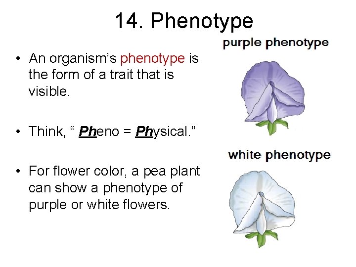 14. Phenotype • An organism’s phenotype is the form of a trait that is