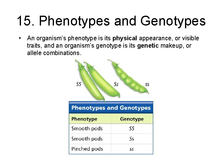 - Probability and Heredity 15. Phenotypes and Genotypes • An organism’s phenotype is its