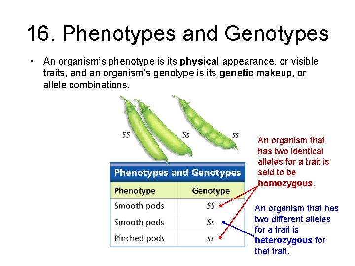 - Probability and Heredity 16. Phenotypes and Genotypes • An organism’s phenotype is its