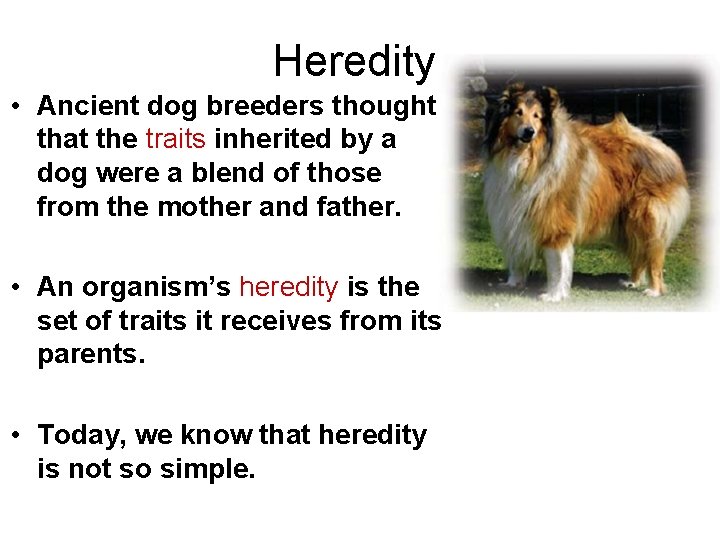 Heredity • Ancient dog breeders thought that the traits inherited by a dog were