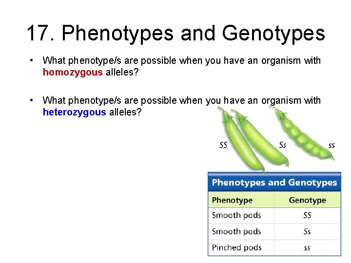 - Probability and Heredity 17. Phenotypes and Genotypes • What phenotype/s are possible when