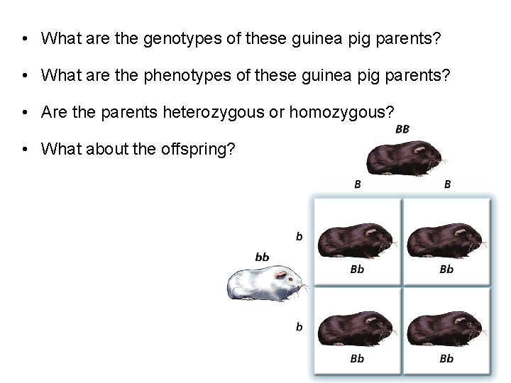 - Probability and Heredity • What are the genotypes of these guinea pig parents?