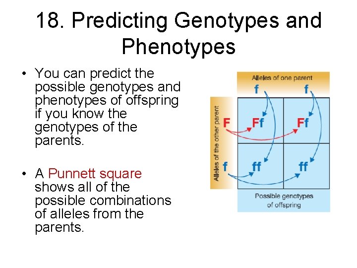 18. Predicting Genotypes and Phenotypes • You can predict the possible genotypes and phenotypes