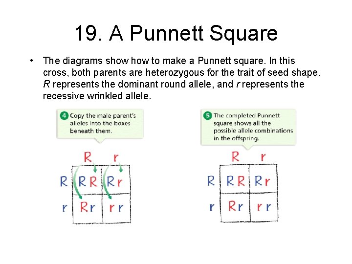 - Probability and Heredity 19. A Punnett Square • The diagrams show to make
